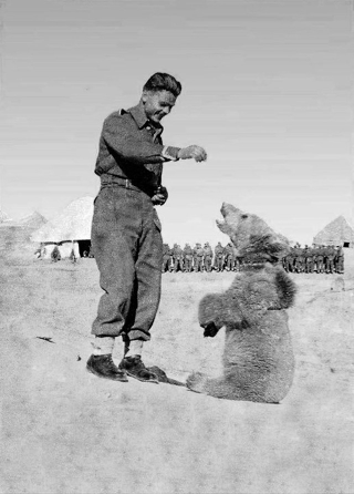 Illustration for article titled The Incredible Story of Wojtek, the Soldier Bear